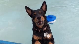 Dog in pool becomes a meerkat