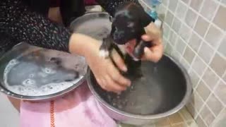 How to Bathe a 1 Month old Puppy