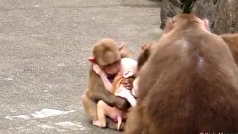 Baby Monkey Albino Similar to Man