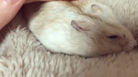 A mouse sleeps