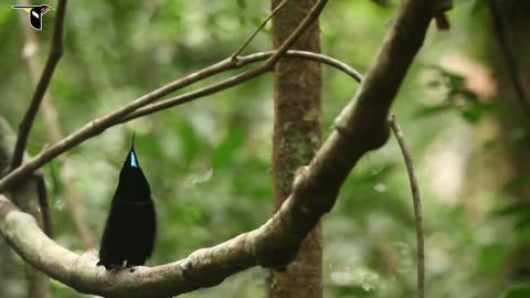 Birds-of-Paradise Project Introduction soo lovely Birds and Vice.