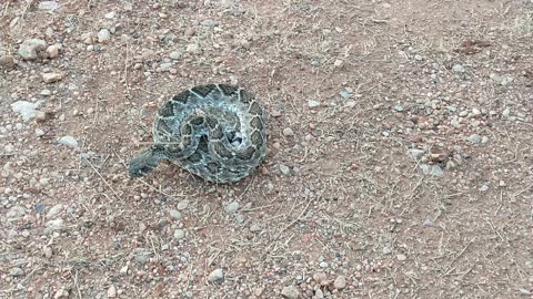 Western Diamondback Rattlesnake