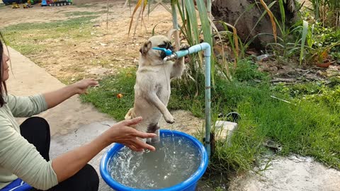 Pug Puppy Drinks From the Fountain / All Aboard The Pug Express!