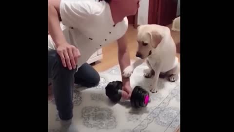 Try not to laugh with dog's mother and her babies