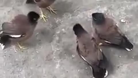 Gang meet of birds