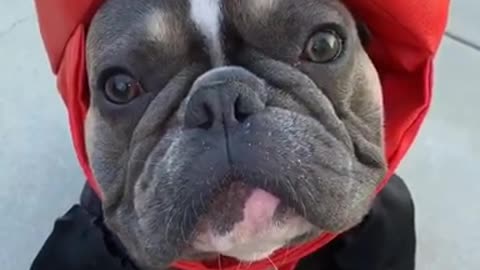 French Bulldog dresses as boxing champ for Halloween