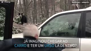 Urso fica preso dentro de carro nos EUA!