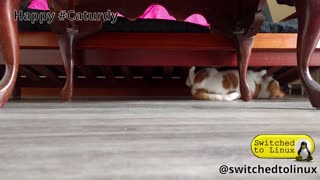 CJ Playing Under the Couch