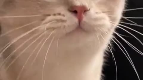 This cat will blow your mind!!!!!!!!