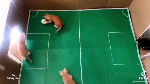 Filhotes de Gatinhos jogando Futebol com narração