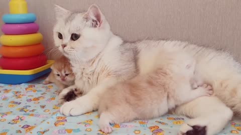 The cute mother cat actually uses her kitten as a pillow
