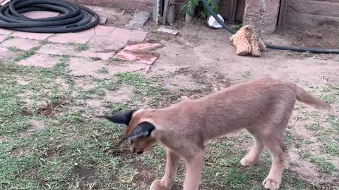 Caracal decides to play with food instead of eat it