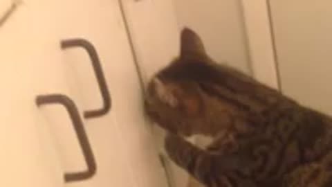 Smart Cat Opens Cabinet Like A Person