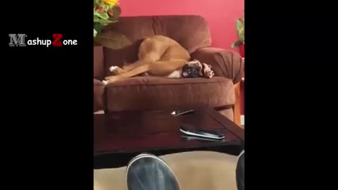 Dog funny video