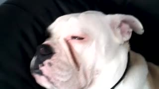 Snoring bulldog will definitely brighten your day!