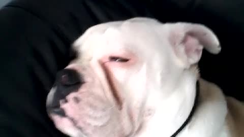 Snoring bulldog will definitely brighten your day!