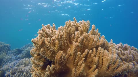 Spotted Rare Yellow Coral Ocean Underwater