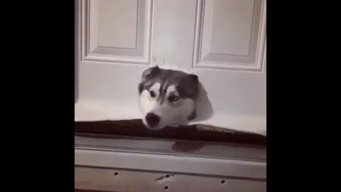 Funny and lovely Husky Puppies