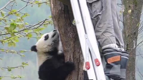What should I do if I encounter panda on the tree