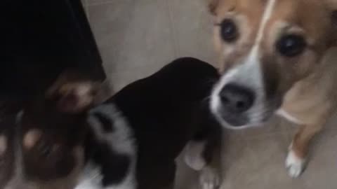 Begging puppies