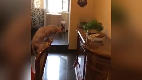 Bald cat jumps from chair to drawer