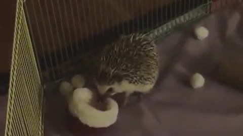 Adorable Hedgehog wearing Christmas hat