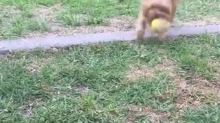Mi Yorkshire Terrier jugando