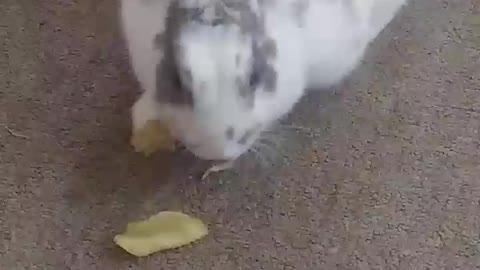 Bunny eats chips