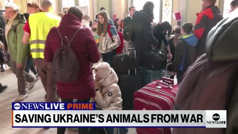 From tigers to guinea pigs, saving Ukraine's animals from war