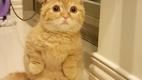 Cat Adorably Begs Owner To Fill Food Bowl