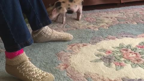 Adorable Piglet Playing With Grandma