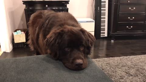 Massive Pooch Puts Puppy Eyes Into Action To Get What He Wants