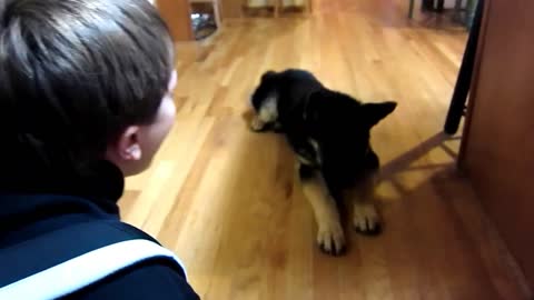 "Talking" German Shepherd has lots to say