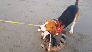 Beagle Really Wants To Play With Kitty Best Friend