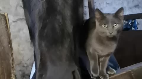 Horse and Kitten Are the Best of Pals