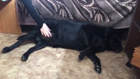 Labrador Retriever demands belly scratches from human