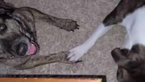 HYSTERICAL! Dog steals his sisters bone-then holds her paw down so she can't get it back.