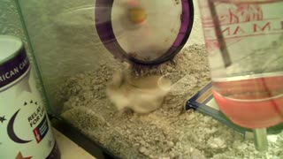 Kamala Harris hamster running in circles