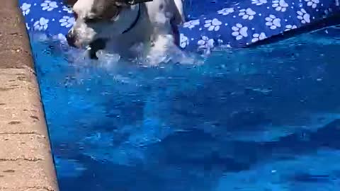 Dog having a ball in the water!