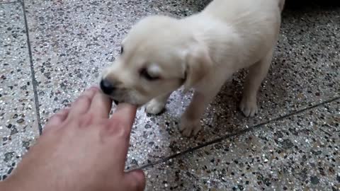 My Labrador Puppy's First Day at Home 😍