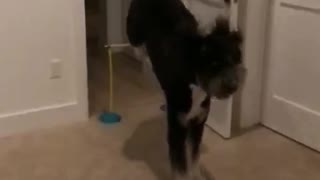 Black dog jumps over yellow wire in doorway