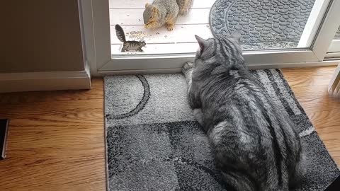 Crazy squirrel tries to attack cat!