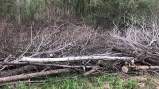 Clearing brush on the mountain