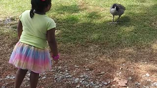 Toddler teases a goose 😂
