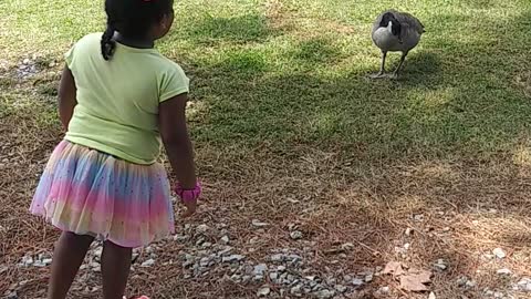 Toddler teases a goose 😂