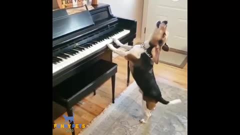 dog singing asong