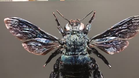 Artista crea un realista retrato de un insecto