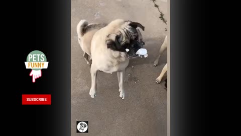 Pug Funny Moments Cute Dog Videos | Pets Funny 2021