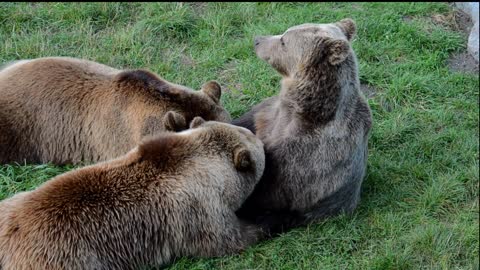 See the bears playing together