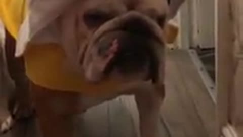 Bulldog very displeased with banana costume